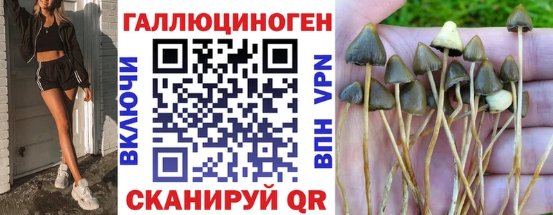 Галлюциногенные грибы Psilocybe  купить наркотик  Ртищево 